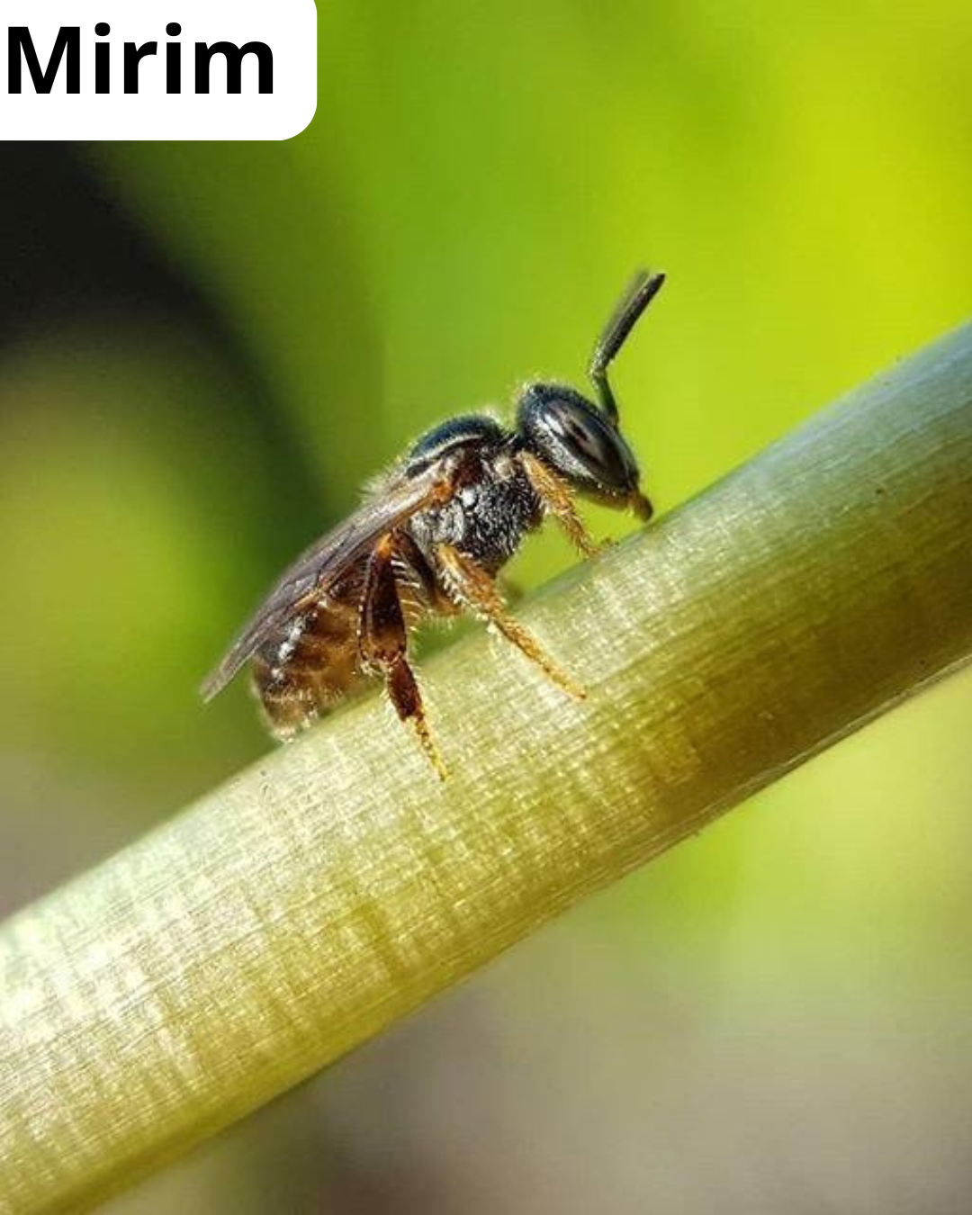 Captura exitosa en botella