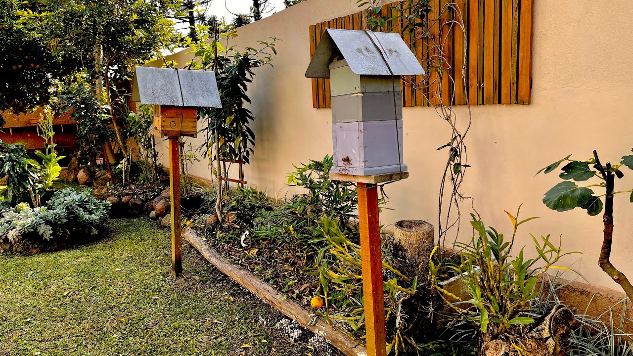 Caja racional de abejas sin aguijón